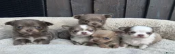 Chihuahua dogs for sale: 🐾🩶 OUTSTANDING litter of EXCEPTIONAL Chihuahuas - Advert 3
