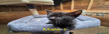 Male 1