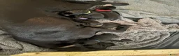 Labrador Retriever dogs for sale: Black KC Lab puppies - Advert 8