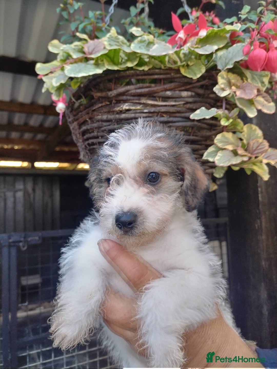 Mixed Breed dogs for sale: Gorgeous jack-chons - Image 18