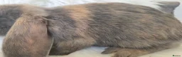 Mini Lop rabbits for sale: Only 3 left boy available. Beautiful mini lops - Advert 3
