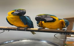 Macaws birds for sale: Ready Baby HandReared Super Tame Blue & Gold Macaw - Image 3