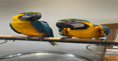 Macaws birds - Advert 6
