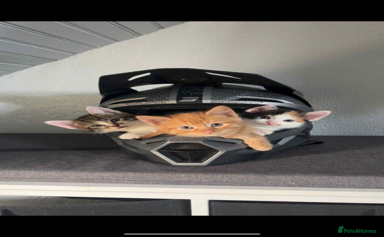 Mixed Breed cats - Advert 9