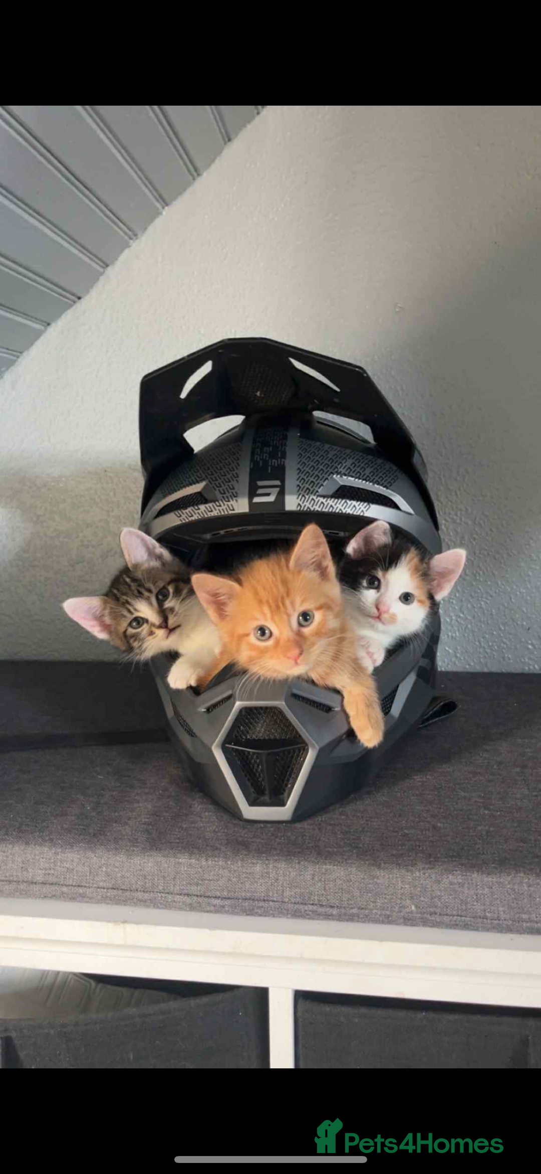 Mixed Breed cats for sale: 6 kitten kittens looking for there forever homes  - Image 1