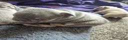 French Bulldog dogs for sale: French Bulldog Puppies in Nelson - Advert 13