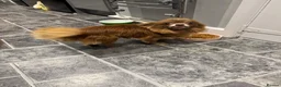 Chihuahua dogs for stud: Miniature chocolate chihuahua for stud in Newport - Advert 4