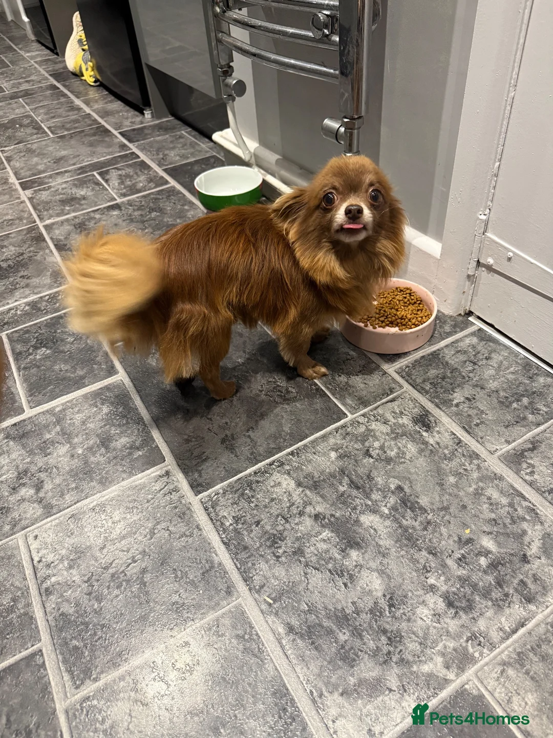 Chihuahua dogs for stud: Miniature chocolate chihuahua for stud in Newport - Advert 4