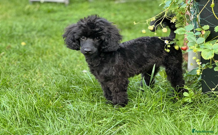 Miniature Poodle dogs - Advert 11