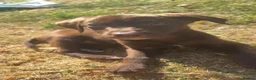 Springador dogs for sale: Chocolate Brown Springador in Thirsk - Advert 1