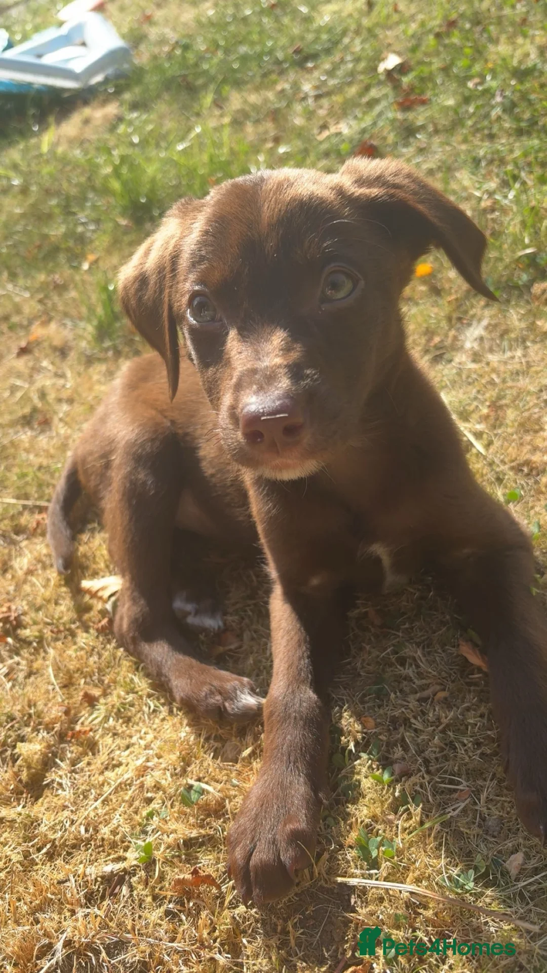 Springador dogs for sale: Chocolate Brown Springador in Thirsk - Advert 1