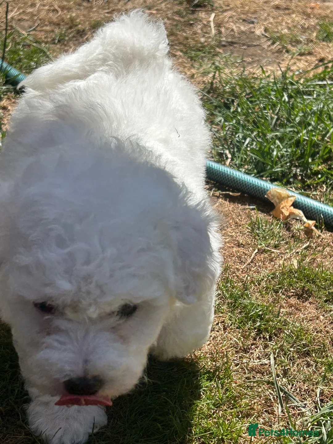 Maltese dogs for sale: Beautiful Maltese Puppies - Advert 2