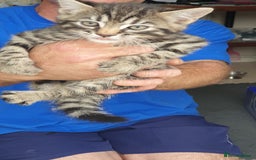 Bengal cats for sale: Bengal spotted,leopard kittens  - Image 1