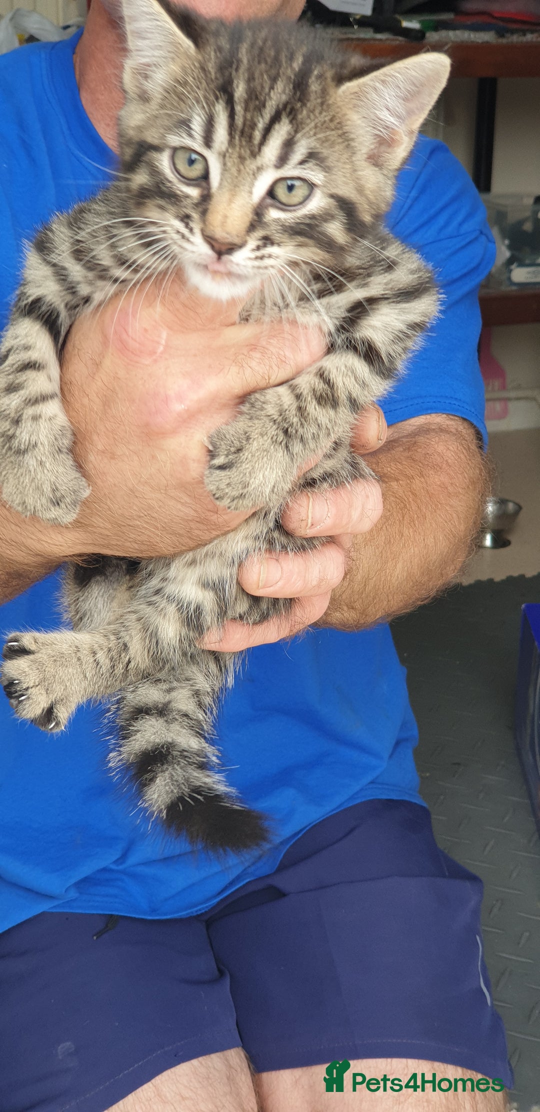 Bengal cats for sale: Bengal spotted,leopard kittens  - Image 1