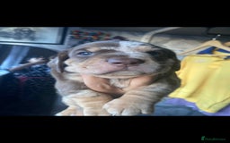 Dachshund dogs for sale: Miniature Dachshund cross pup - Image 1
