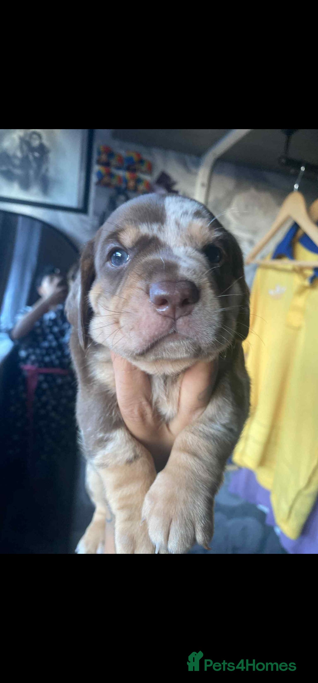 Dachshund dogs for sale: Miniature Dachshund cross pup - Image 1