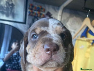 Dachshund dogs - Advert 6