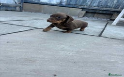 Miniature Dachshund dogs for sale: Minatare Dachshunds  - Image 7