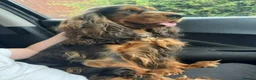 Cocker Spaniel dogs for sale: ✨health tested KC registered show type babies✨ - Advert 3
