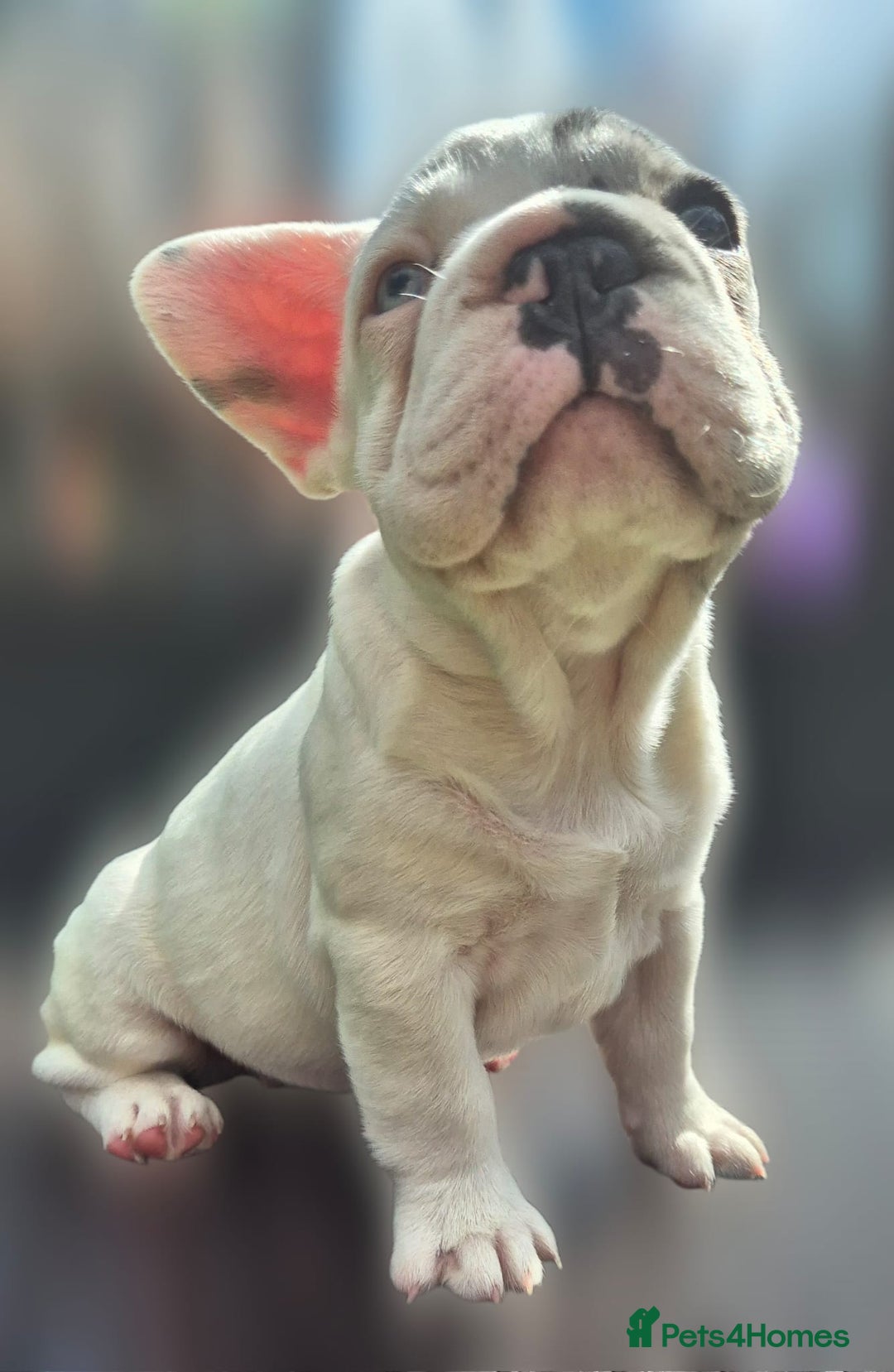 French Bulldog dogs for sale: FRENCHYS Kc from £2500 fluffy, Pink carriers - Image 27