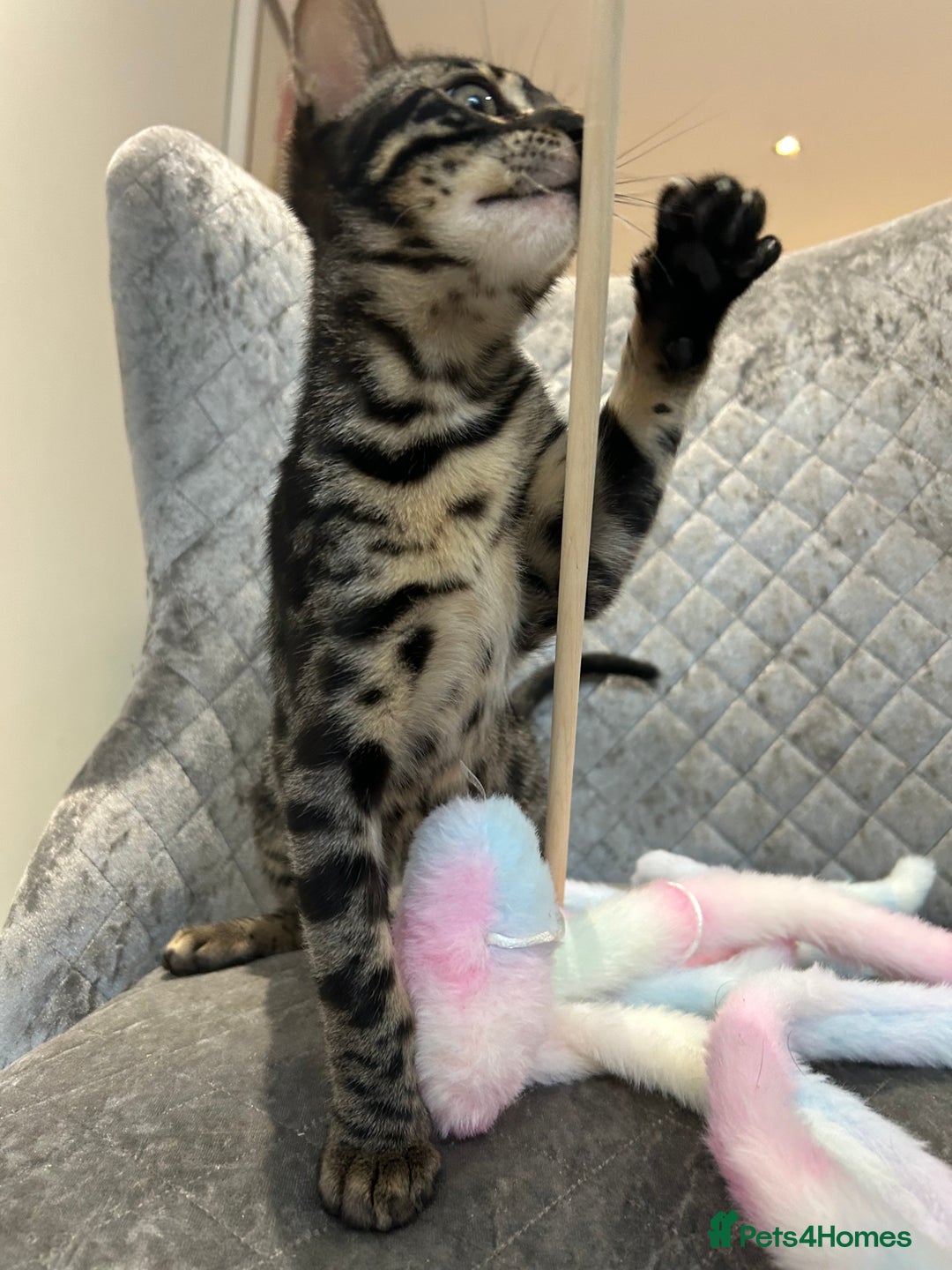 Bengal cats for sale: Stunning Charcoal Female Bengal Kitten - TICA - Advert 20