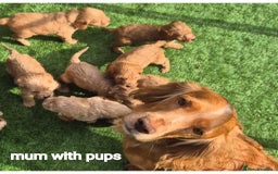 Cockapoo dogs for sale: cockerpoo puppies  - Image 13