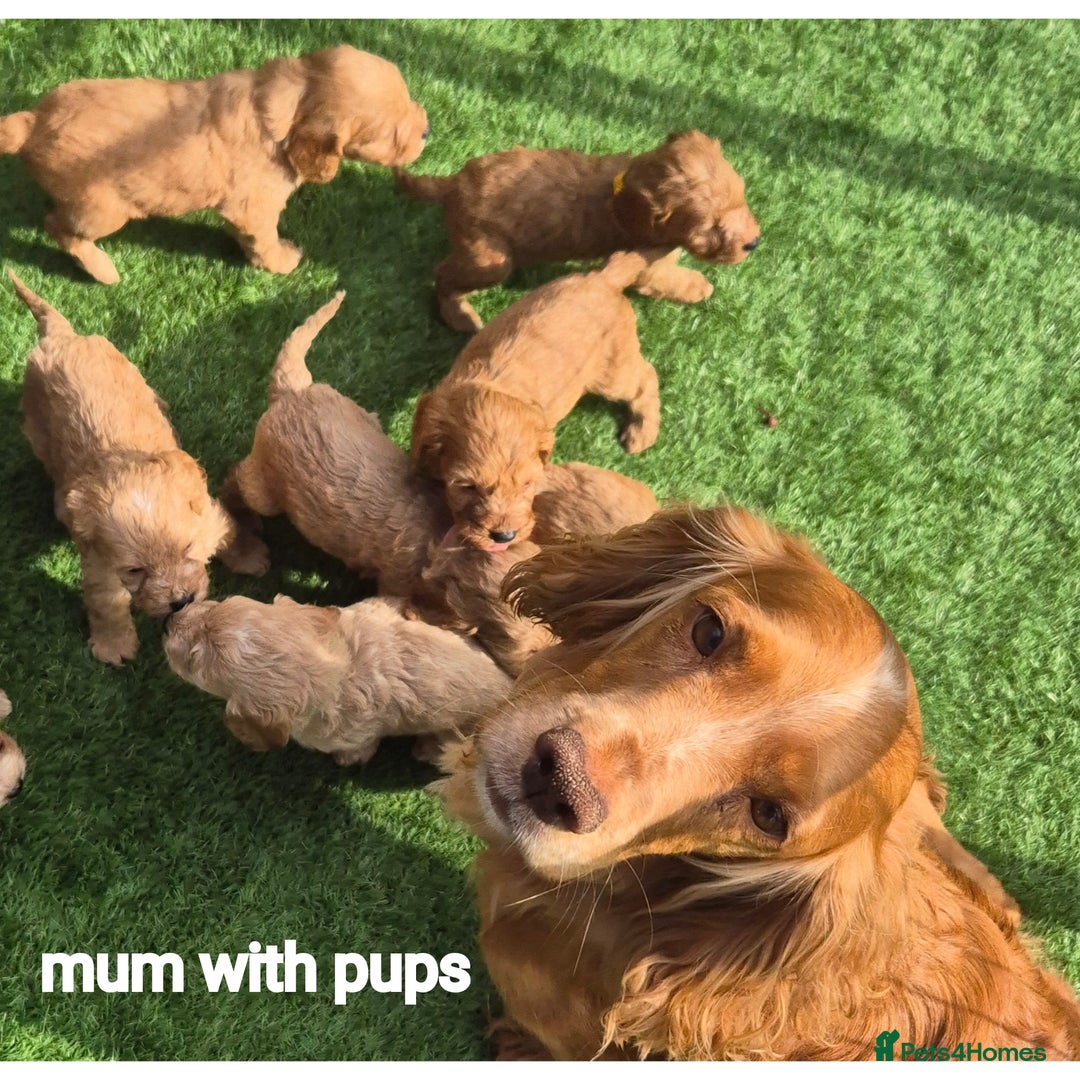 Cockapoo dogs for sale: cockerpoo puppies  - Image 13