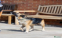 Mixed Breed dogs for adoption: Super Shelby - Image 3