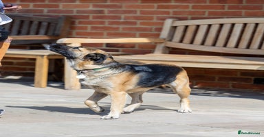 Mixed Breed dogs - Advert 5
