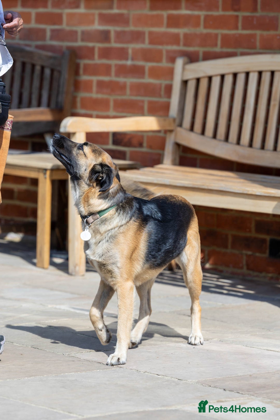 Mixed Breed dogs for adoption: Super Shelby - Image 3