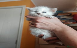 Maine Coon cats for sale: Shaded and Shell Maine Coon kittens - Image 21