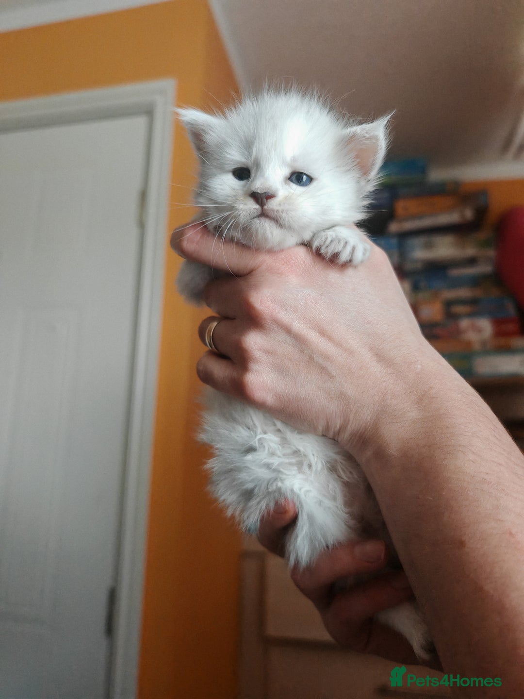Maine Coon cats for sale: Shaded and Shell Maine Coon kittens - Image 21