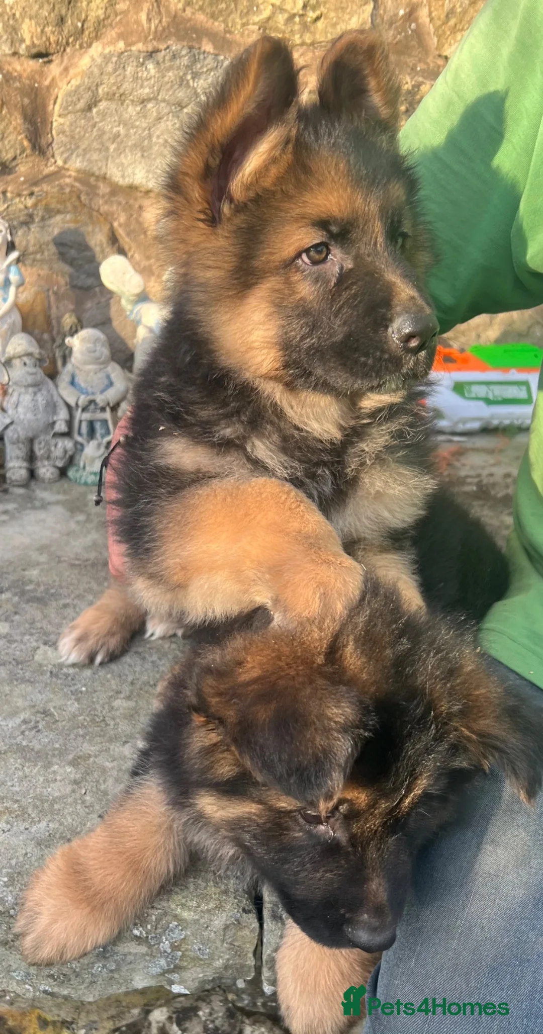 German Shepherd dogs for sale: Stunning family reared German Shepherd pups - Advert 2