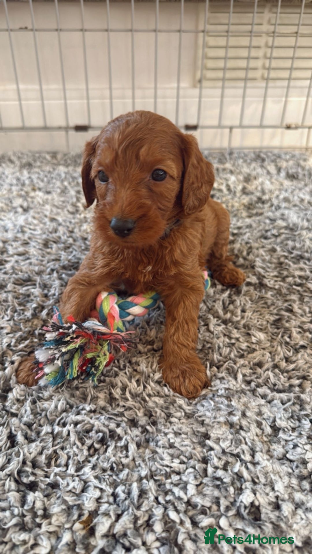 Labradoodle dogs for sale: *Labradoodle puppie F1B*   in Ware - Image 1