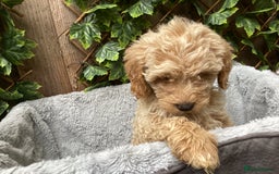 Sproodle dogs for sale: Stunning litter of Sproodle Pups - Image 9