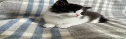 Persian cats for sale: Persian Dollface x BSH in Beaworthy - Advert 4