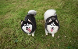 Pomsky dogs for sale: Genuine F4 Pomsky puppies (Health tested parents)  - Image 18
