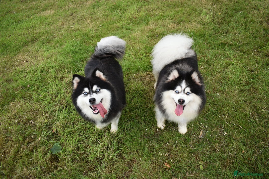 Pomsky dogs for sale: Genuine F4 Pomsky puppies (Health tested parents)  - Image 18