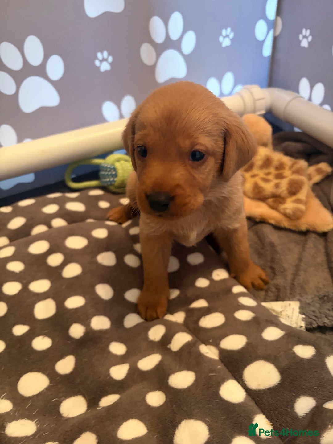 Labrador Retriever dogs for sale: Red fox Labrador puppies  - Advert 29