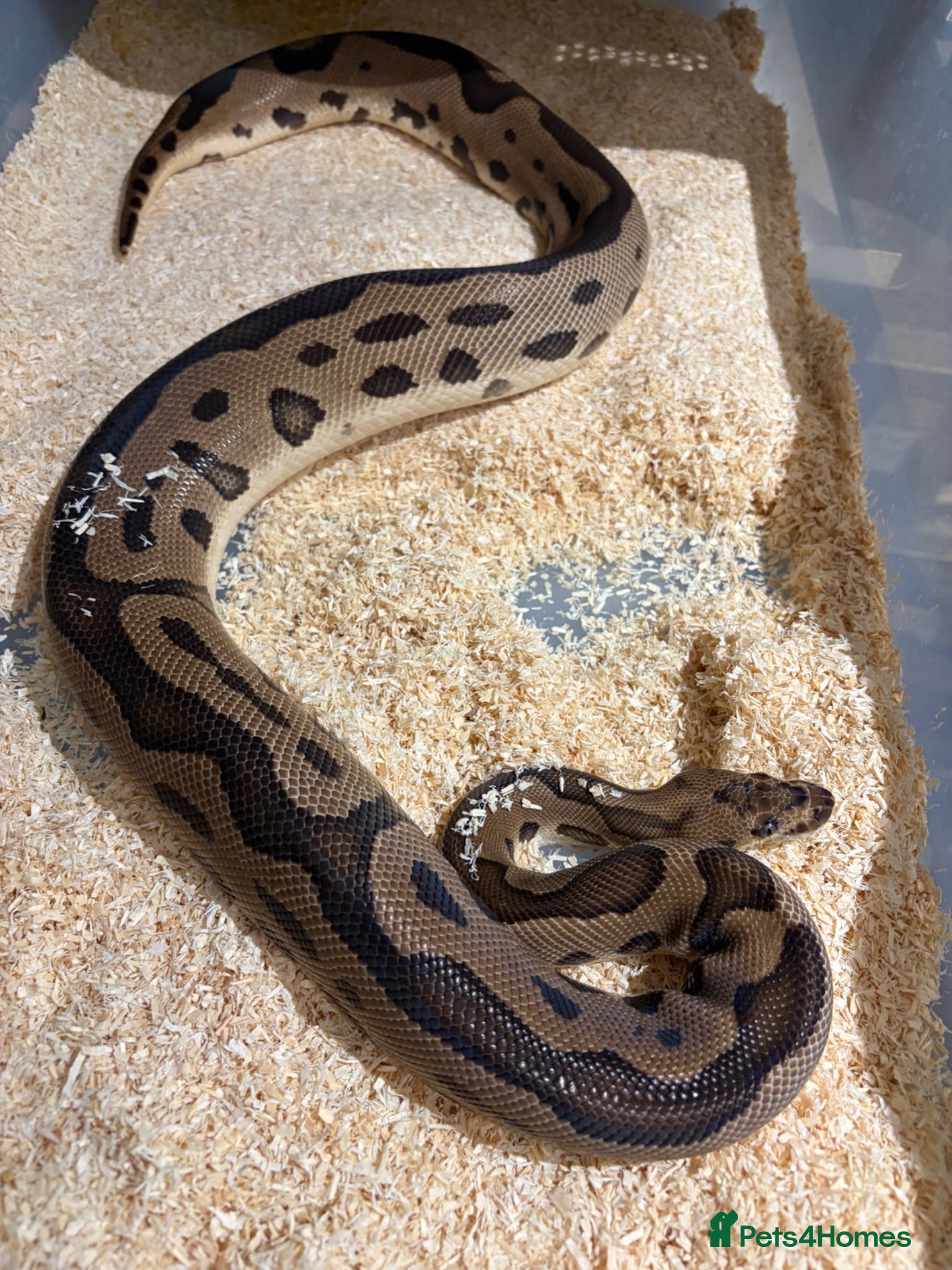 Python Snake reptiles Royal pythons/children’s pythons  - Advert 4
