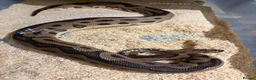 Python Snake reptiles for sale: Royal pythons/children’s pythons  - Advert 3