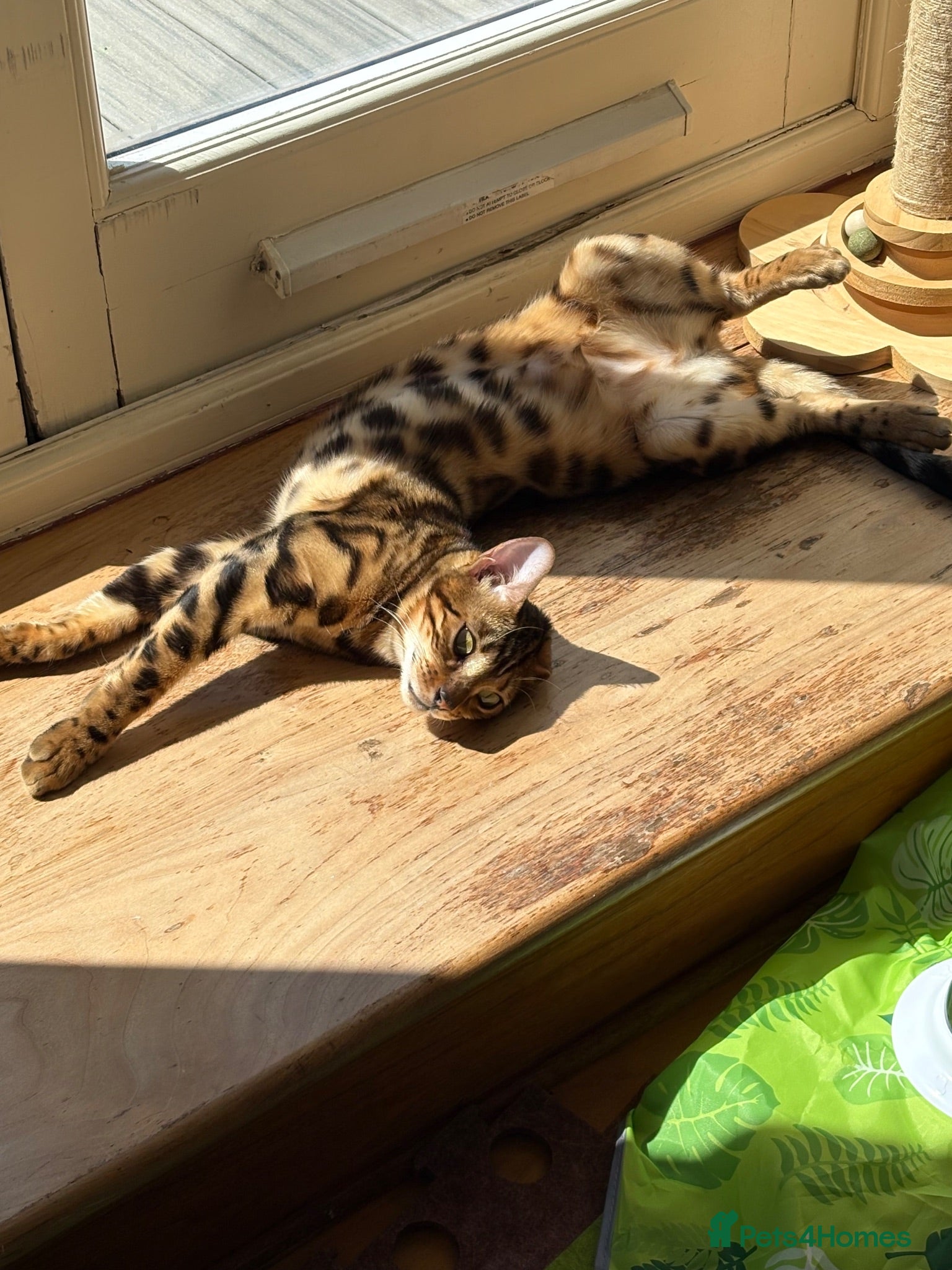 Bengal cats Wonderful female Bengal spayed  - Advert 1
