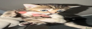 Tabby girl 