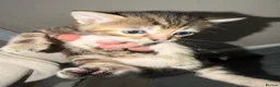Mixed Breed cats for sale: Lovely Litter Of Mixed Kittens in Hull - Advert 19