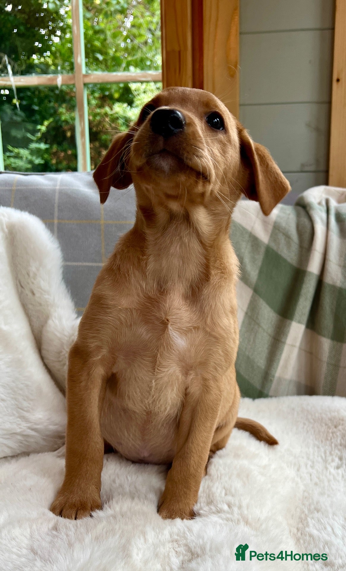 Labrador Retriever dogs KC reg Labrador , health tested parents  - Advert 1