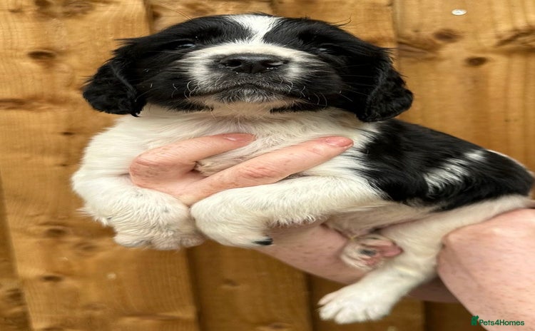 English Springer Spaniel dogs - Advert 2
