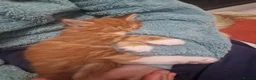 Norwegian Forest Cat cats for sale: Beautiful ginger Norwegian Forest fluffy kittens  - Advert 20