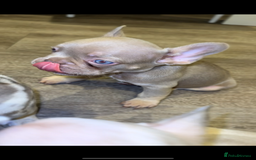 French Bulldog dogs for sale: ‼️ READY TO LEAVE NOW -3 French bulldog pups left! in Ripley - Image 6