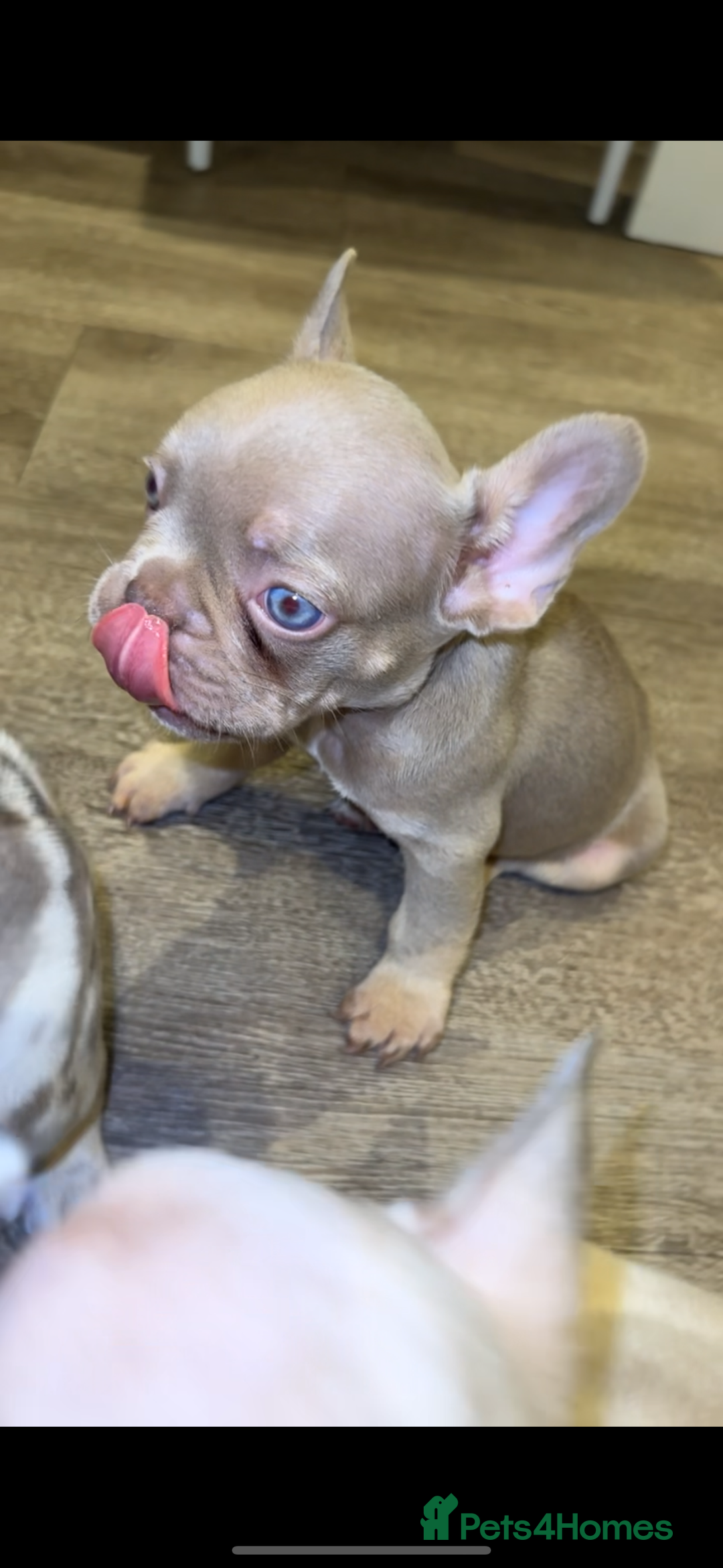 French Bulldog dogs for sale: ‼️ READY TO LEAVE NOW -3 French bulldog pups left! in Ripley - Image 6