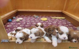Cavapoo dogs for sale: Amazing quality cavapo litter  - Advert 4